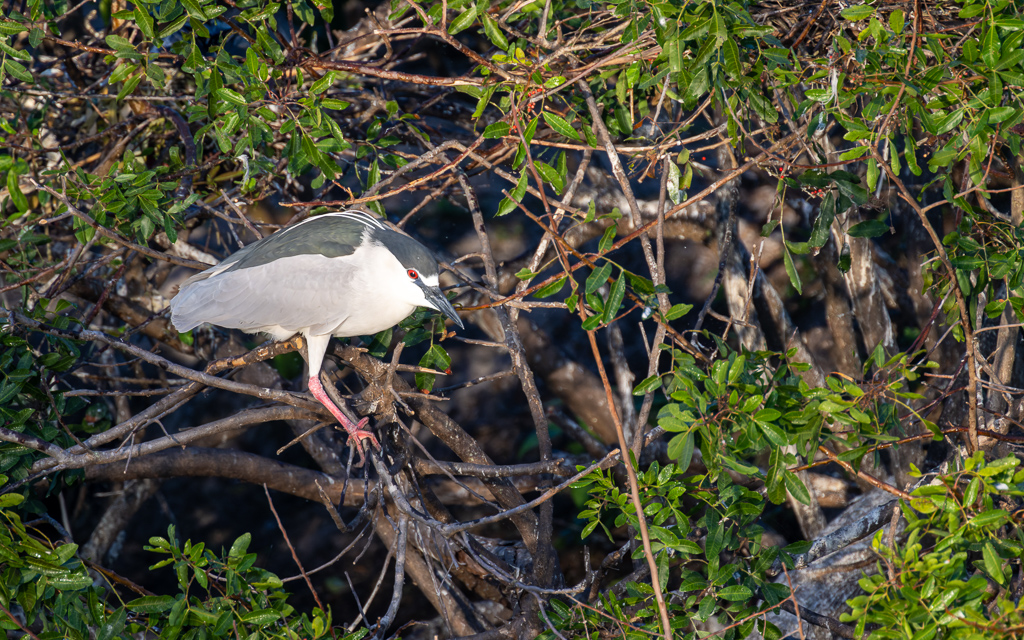 20230202 VenRook Z9 9136 NEF