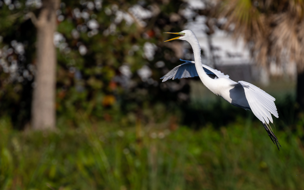 20230202 VenRook Z9 9232 NEF