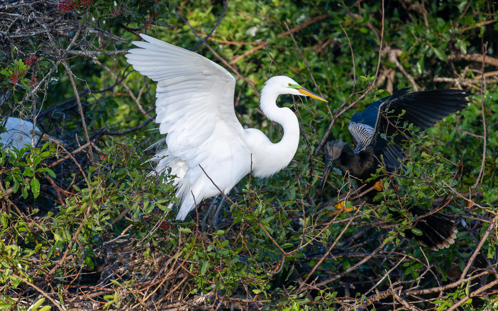 20230202 VenRook Z9 9256 NEF