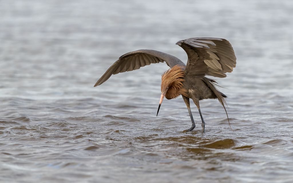 20230327 FortDeSoto Z9 0109 NEF DxO DeepPRIMEXD