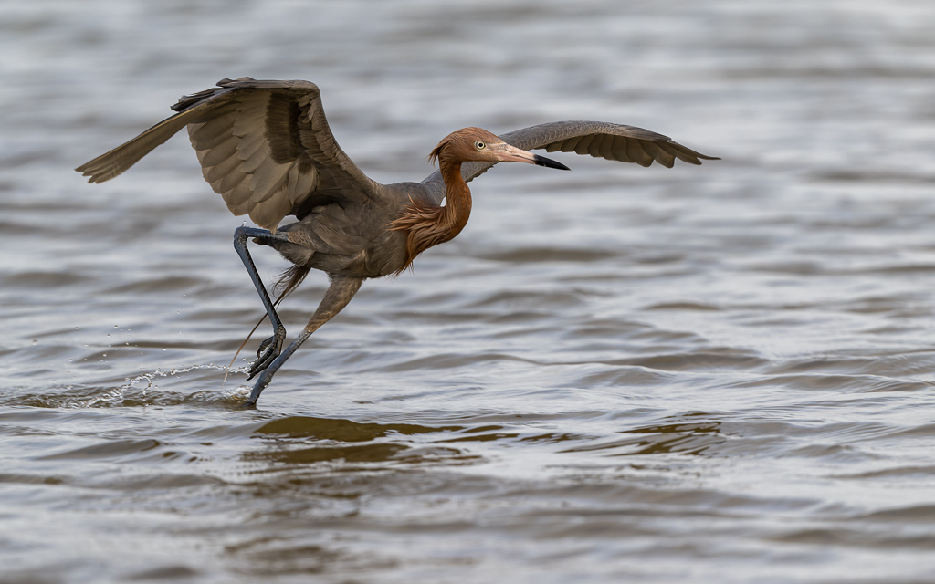 20230327 FortDeSoto Z9 0125 NEF DxO DeepPRIMEXD Edit