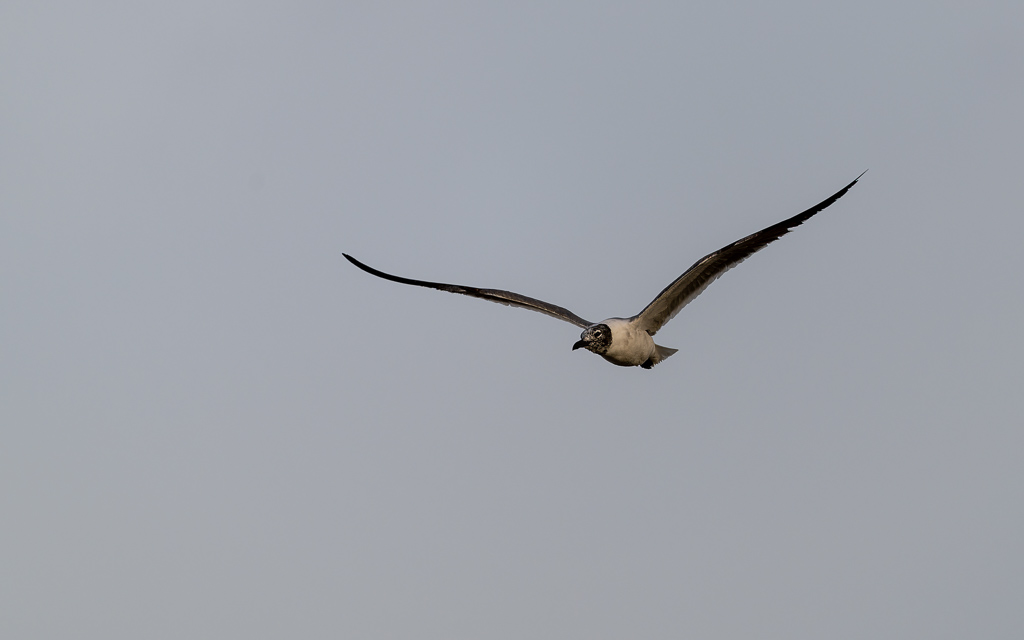 20230327 FortDeSoto Z9 0158 NEF DxO DeepPRIMEXD Edit