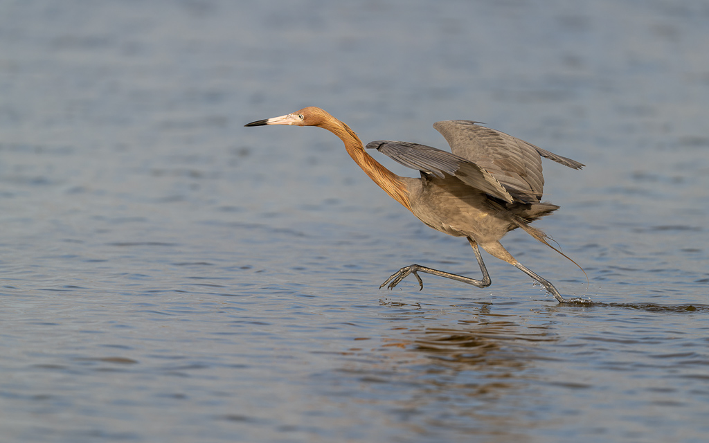 20230327 FortDeSoto Z9 0274 NEF DxO DeepPRIMEXD Edit