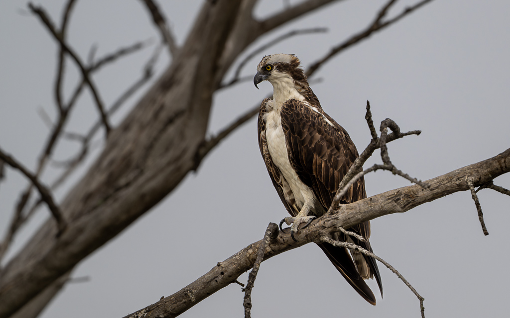 20230327 FortDeSoto Z9 0414 NEF DxO DeepPRIMEXD