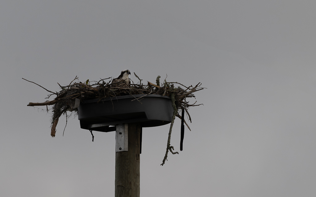 20230327 FortDeSoto Z9 0431 NEF DxO DeepPRIMEXD