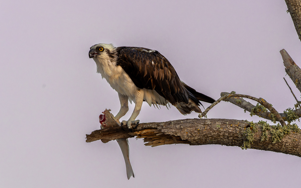 20230327 FortDeSoto Z9 9375 NEF DxO DeepPRIMEXD