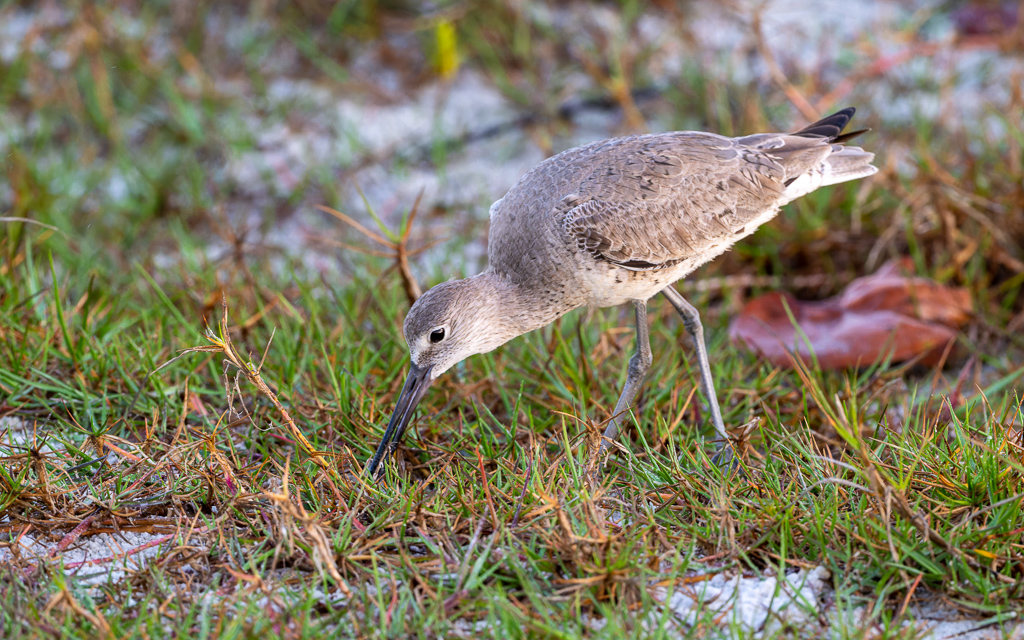 20230327 FortDeSoto Z9 9391 NEF DxO DeepPRIMEXD