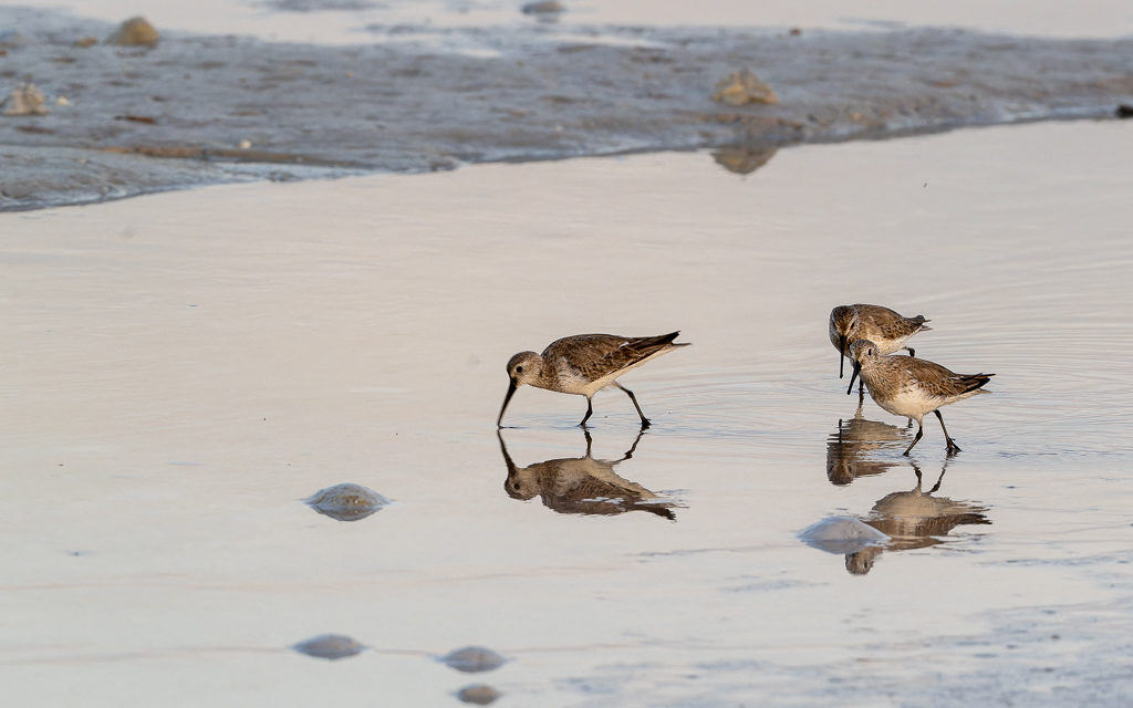 20230327 FortDeSoto Z9 9400 NEF DxO DeepPRIMEXD