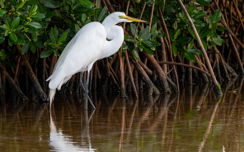 20230327 FortDeSoto Z9 9441 NEF DxO DeepPRIMEXD Edit