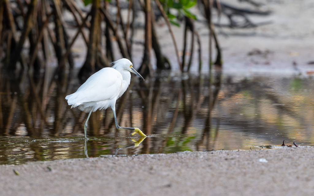20230327 FortDeSoto Z9 9464 NEF DxO DeepPRIMEXD