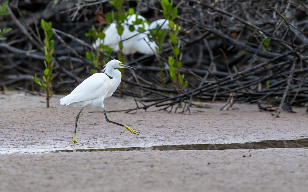 20230327 FortDeSoto Z9 9483 NEF DxO DeepPRIMEXD Edit
