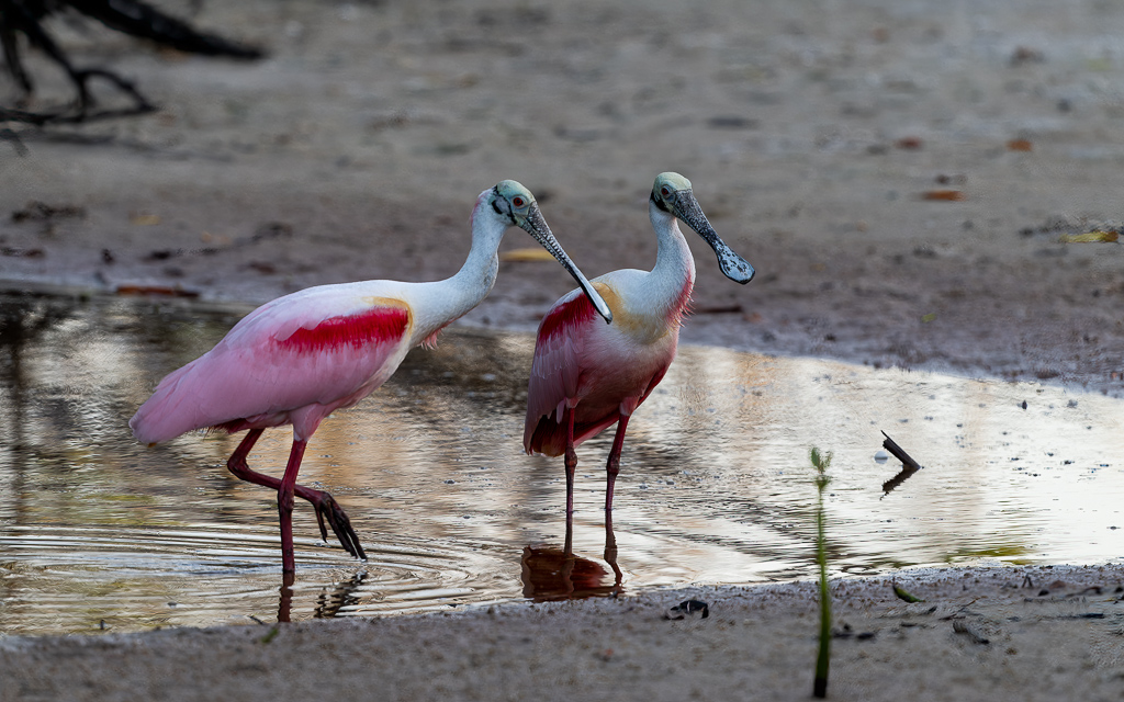 20230327 FortDeSoto Z9 9495 NEF DxO DeepPRIMEXD Edit
