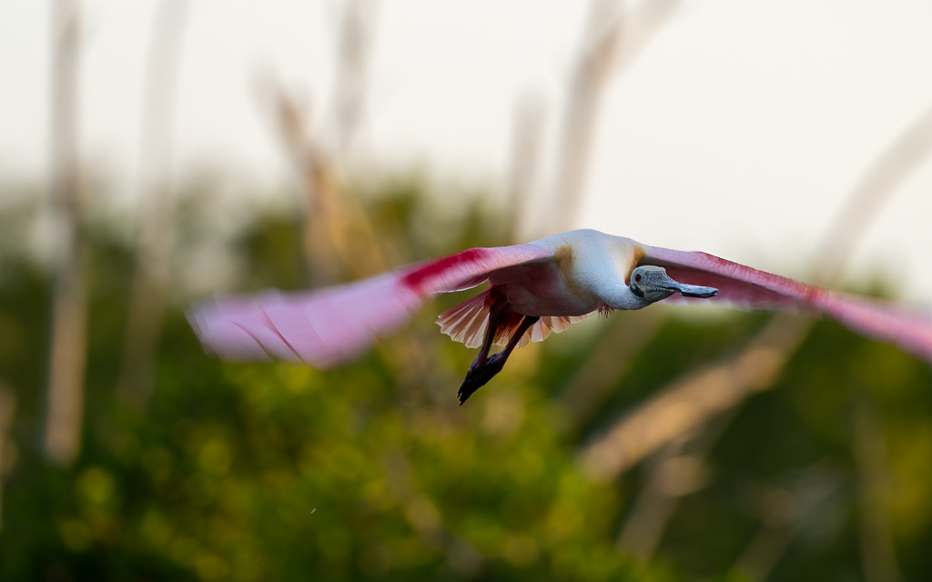 20230327 FortDeSoto Z9 9518 NEF DxO DeepPRIMEXD Edit