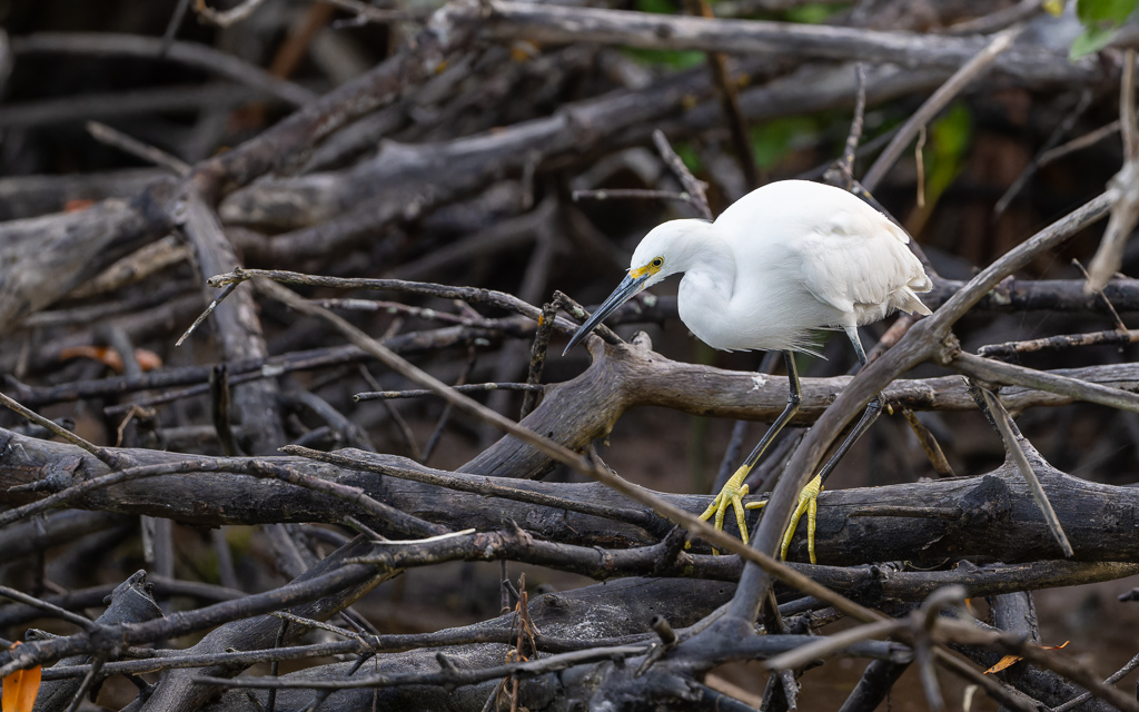 20230327 FortDeSoto Z9 9574 NEF DxO DeepPRIMEXD Edit