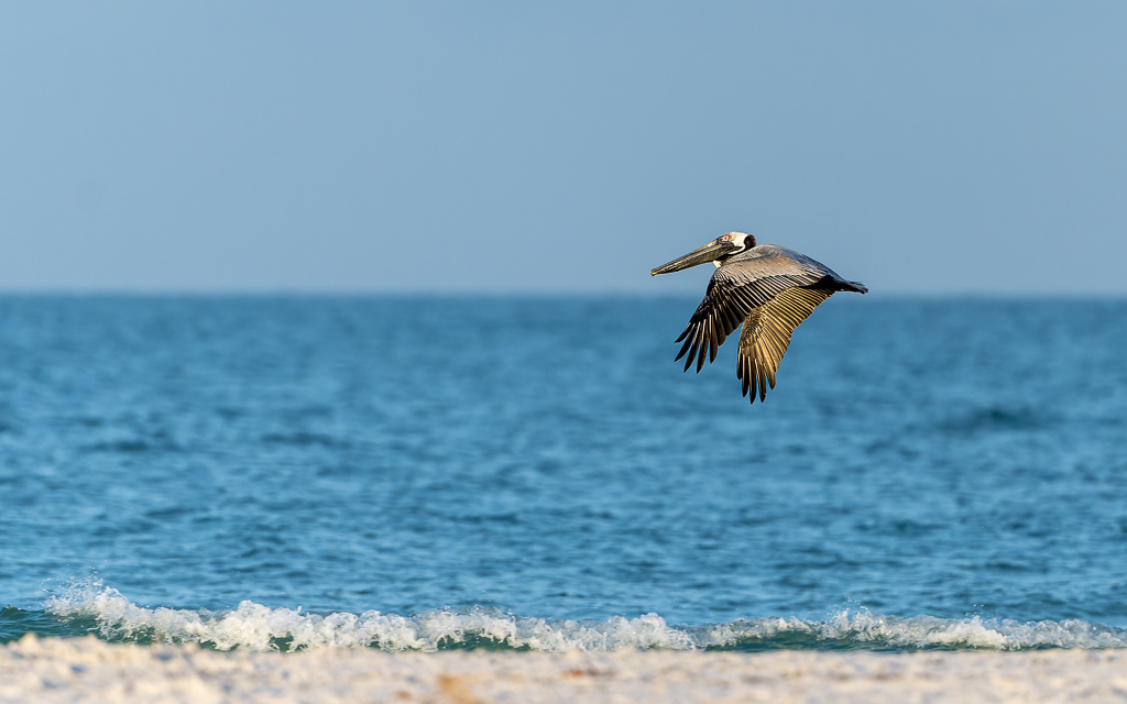 20230327 FortDeSoto Z9 9594 NEF DxO DeepPRIMEXD Edit