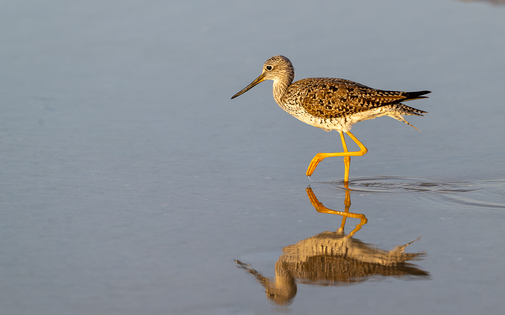 20230327 FortDeSoto Z9 9612 NEF DxO DeepPRIMEXD Edit