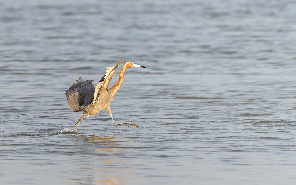 20230327 FortDeSoto Z9 9651 NEF DxO DeepPRIMEXD