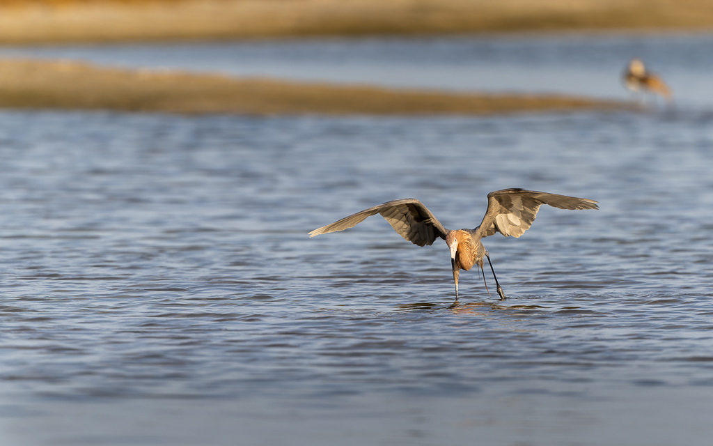 20230327 FortDeSoto Z9 9661 NEF DxO DeepPRIMEXD