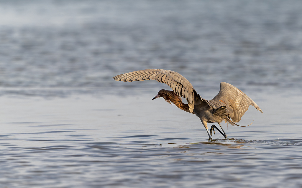 20230327 FortDeSoto Z9 9763 NEF DxO DeepPRIMEXD
