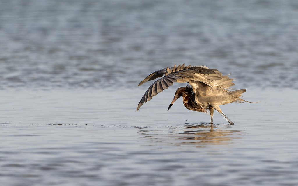20230327 FortDeSoto Z9 9785 NEF DxO DeepPRIMEXD