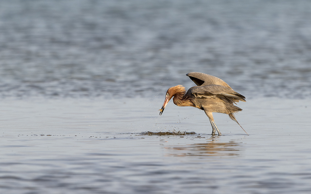 20230327 FortDeSoto Z9 9791 NEF DxO DeepPRIMEXD