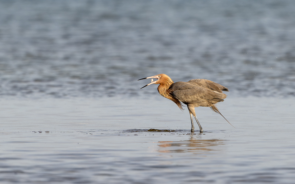 20230327 FortDeSoto Z9 9793 NEF DxO DeepPRIMEXD