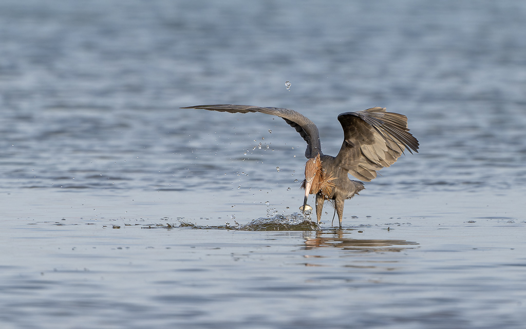 20230327 FortDeSoto Z9 9804 NEF DxO DeepPRIMEXD