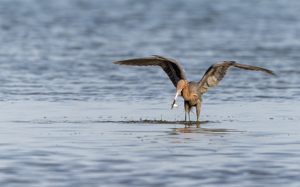 20230327 FortDeSoto Z9 9807 NEF DxO DeepPRIMEXD