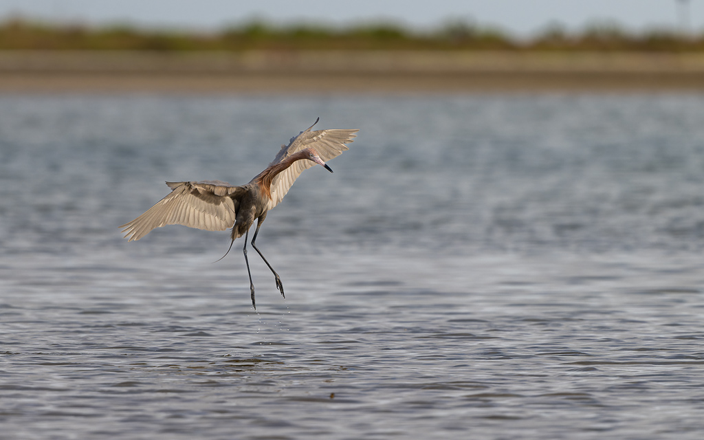 20230327 FortDeSoto Z9 9889 NEF DxO DeepPRIMEXD