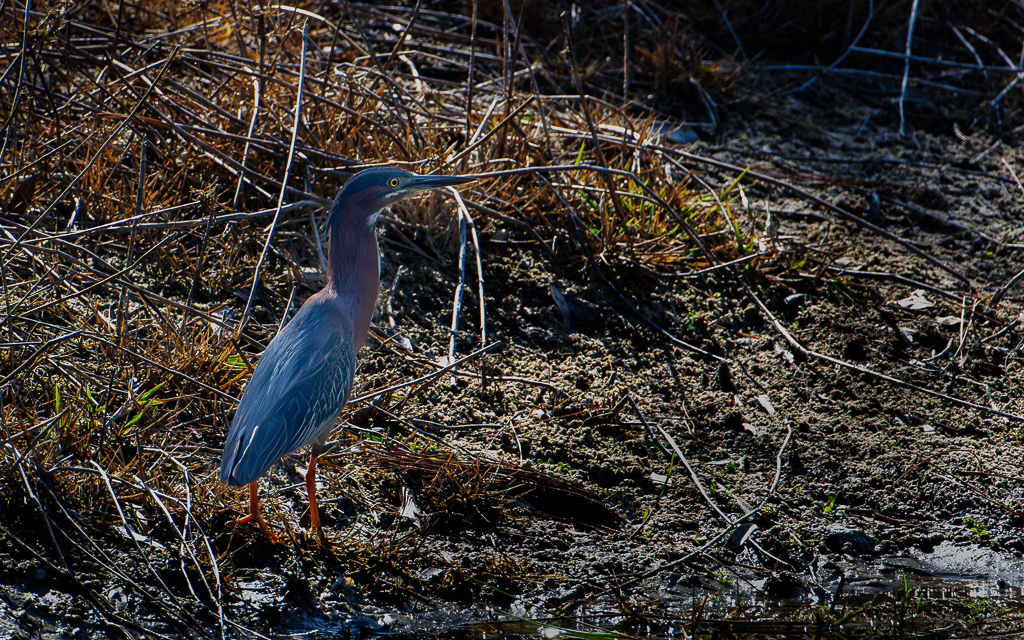 DZ9 0399 Enhanced NR Edit