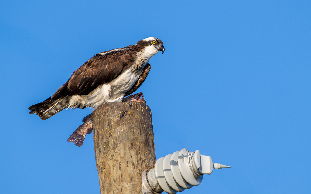 20230527 LakeApopka Z9 1468 Edit