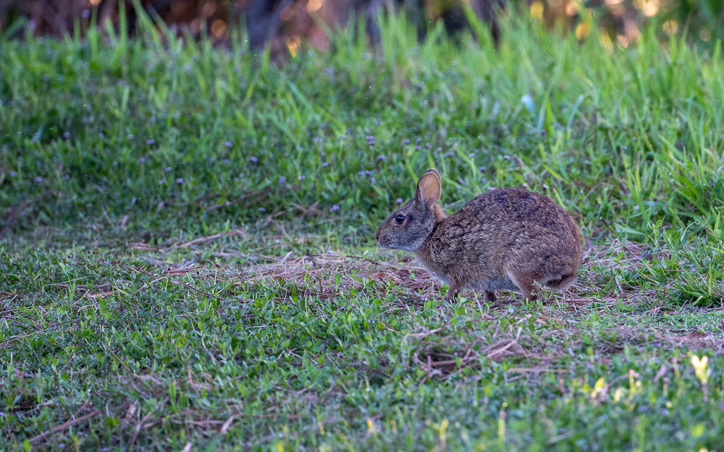 20230527 LakeApopka Z9 1518