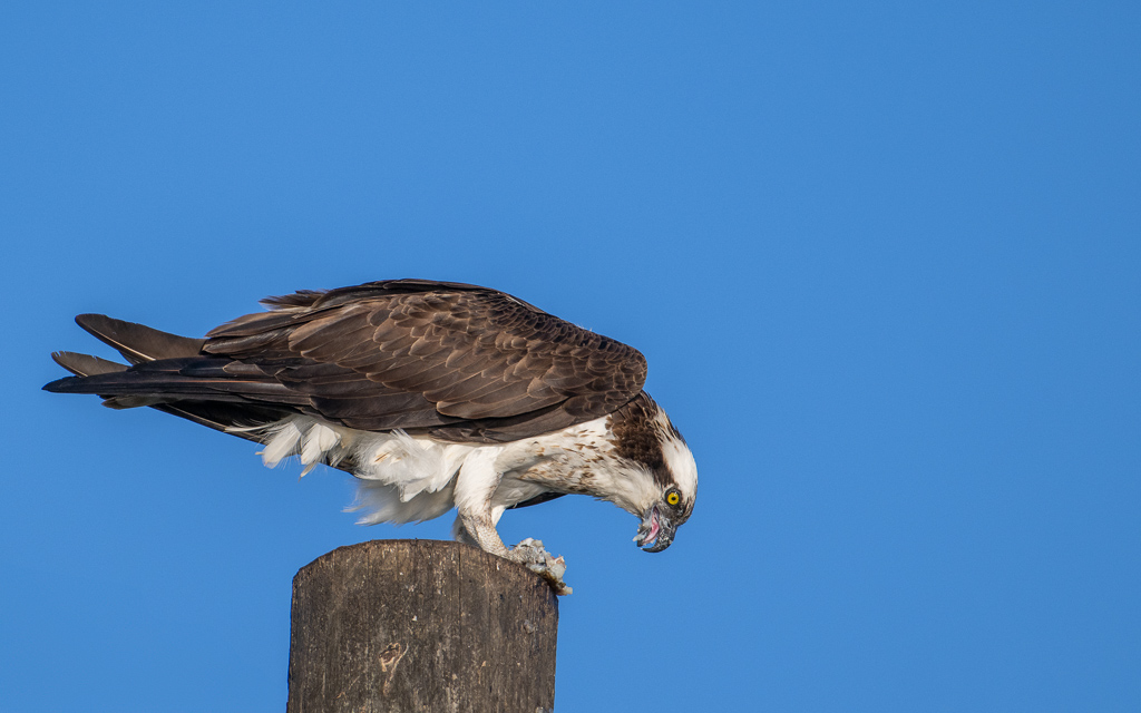 20230527 LakeApopka Z9 1585 Edit