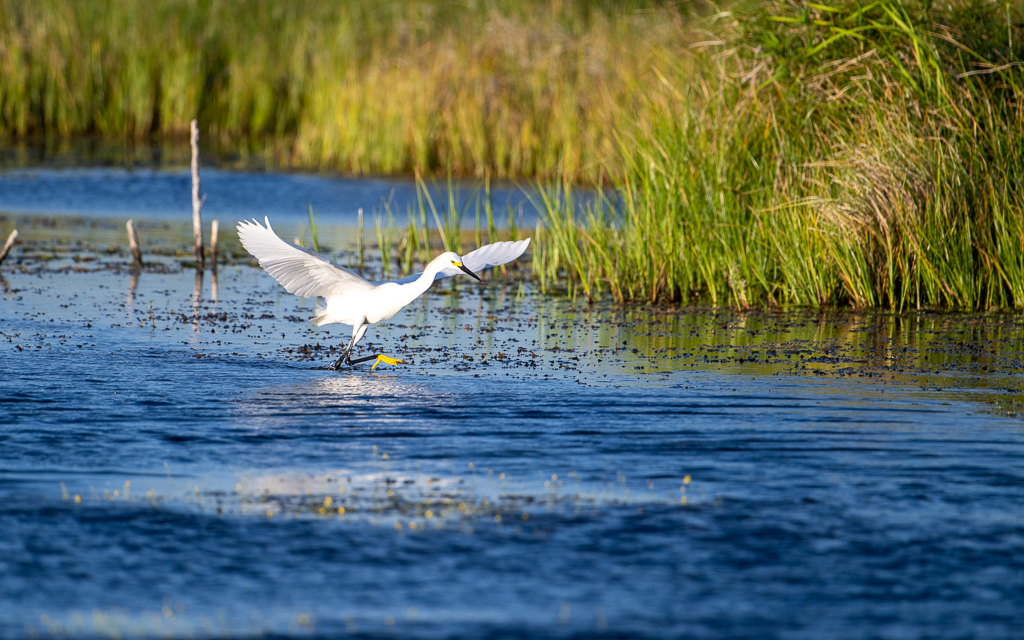 20230527 LakeApopka Z9 1625