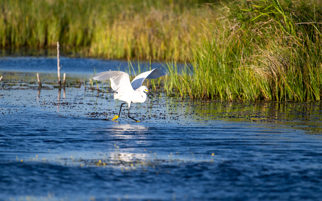 20230527 LakeApopka Z9 1627