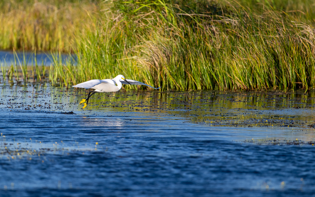 20230527 LakeApopka Z9 1630