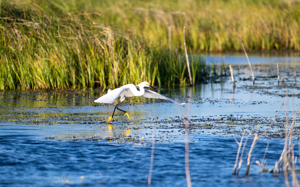 20230527 LakeApopka Z9 1644