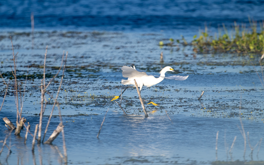 20230527 LakeApopka Z9 1656