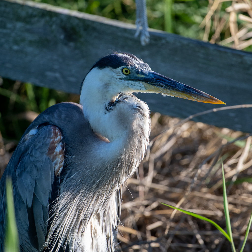 20230527 LakeApopka Z9 1678