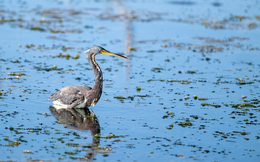 20230527 LakeApopka Z9 1710