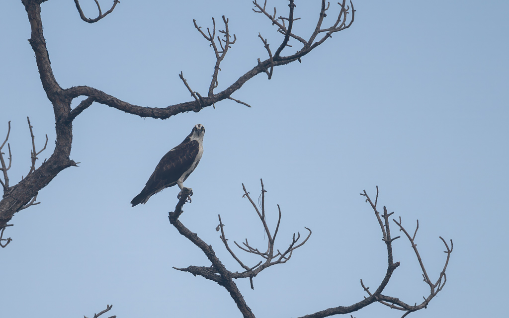 20230817 LPR Z9 1854 Enhanced NR Edit