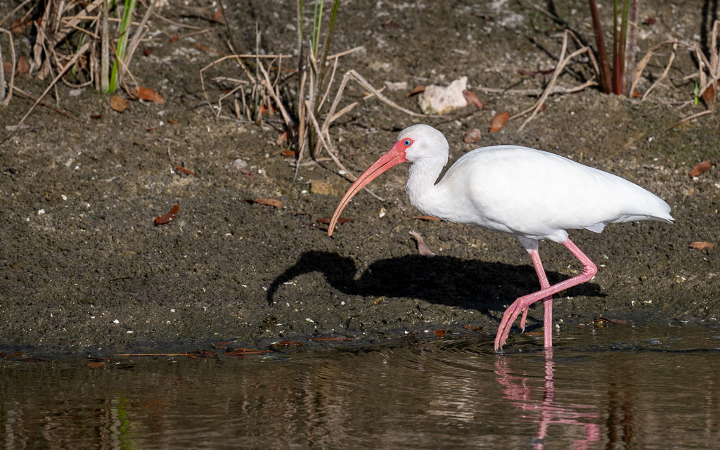 20231116 LPR Z9 1955