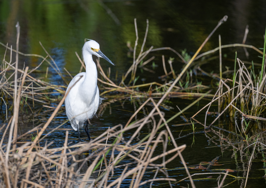 20231116 LPR Z9 1965