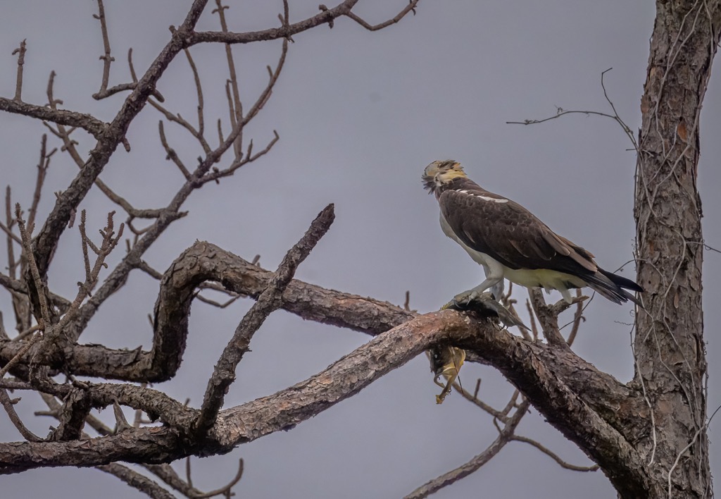 20231116 LPR Z9 2060 2