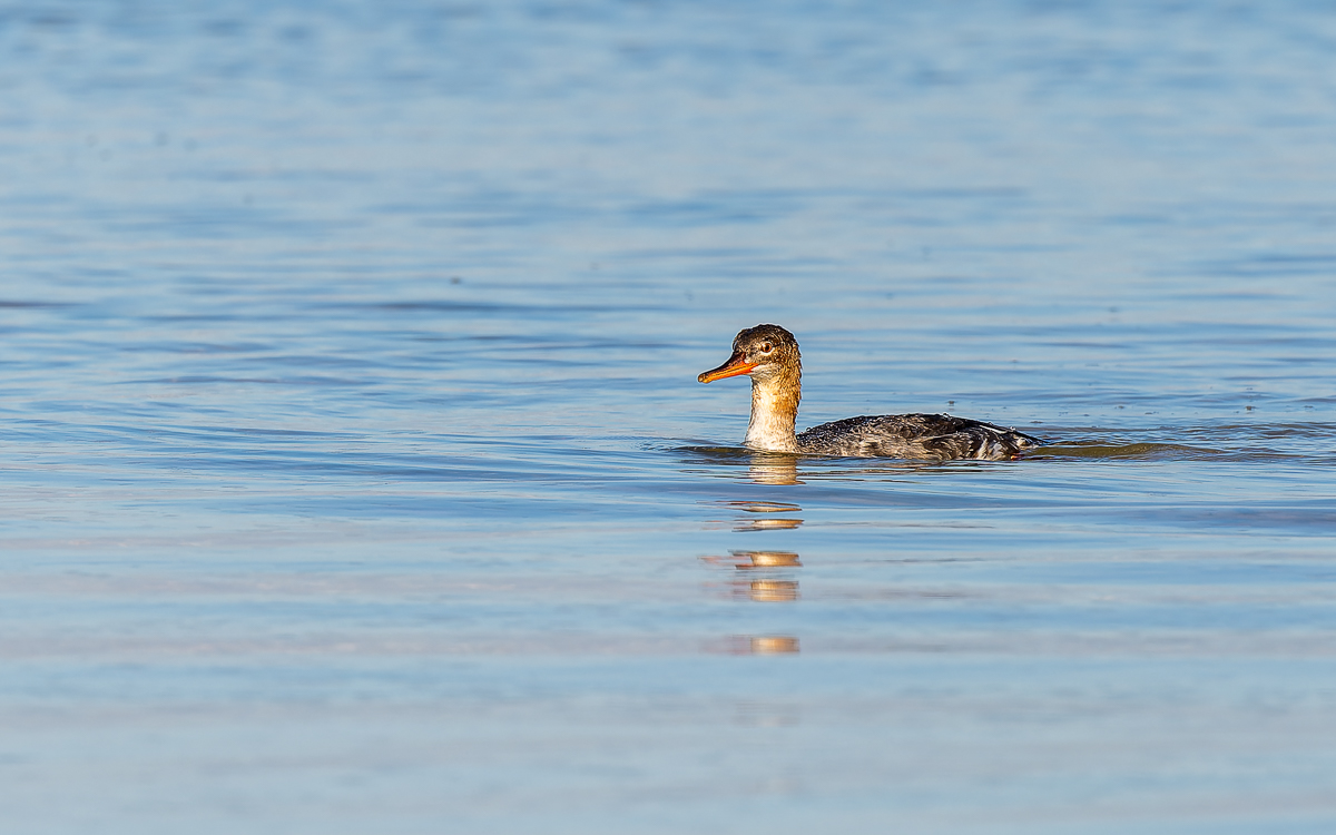 DxO_DeepPRIMEXD_20240222_Fort DeSoto_Z8_8187-NEF_DxO_DeepPRIMEXD-2.