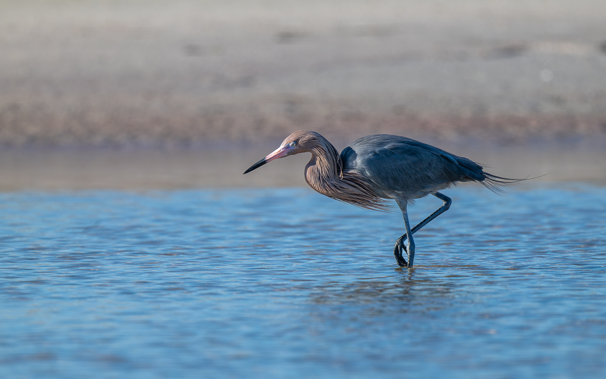 DxO_DeepPRIMEXD_20240222_Fort DeSoto_Z8_8440-NEF_DxO_DeepPRIMEXD.