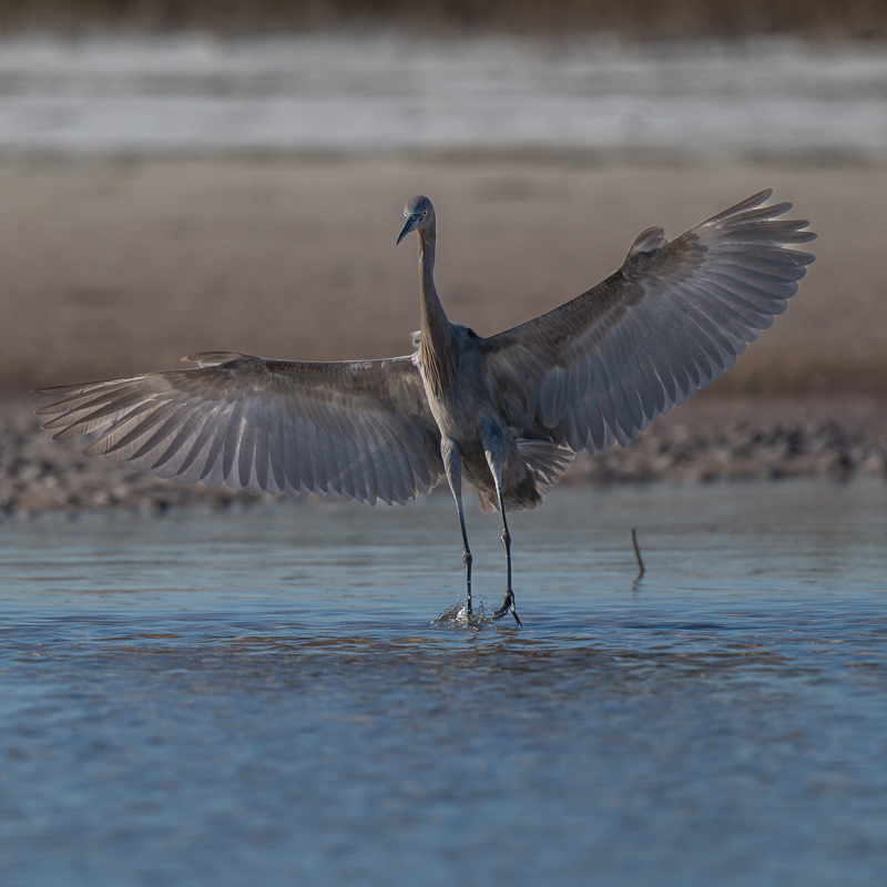 DxO_DeepPRIMEXD_20240222_Fort DeSoto_Z8_9064-NEF_DxO_DeepPRIMEXD.