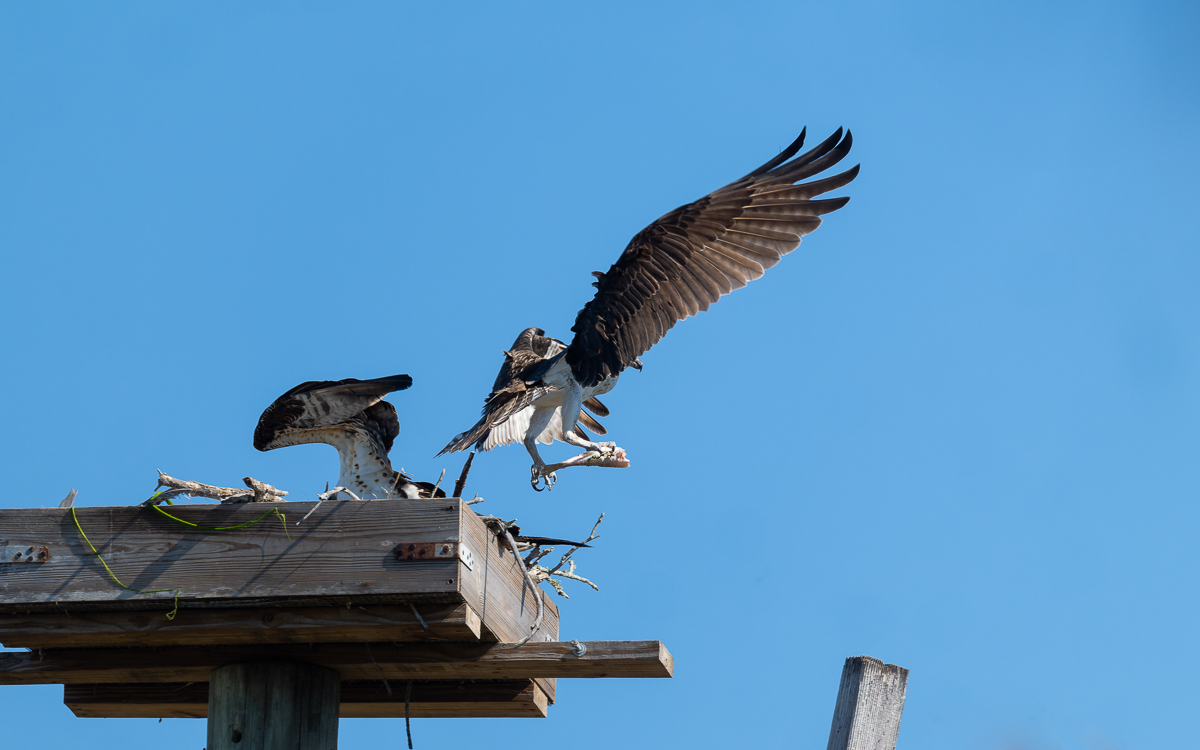 DxO_DeepPRIMEXD_20240222_Fort DeSoto_Z8_9384-NEF_DxO_DeepPRIMEXD.