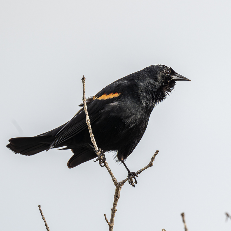 20240309-20240309_Black Point_Z8_9813-NEF.