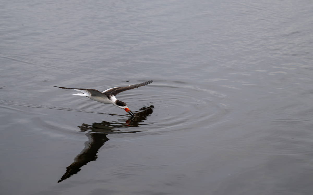 20240309-20240309_Black Point_Z9_4063-NEF.